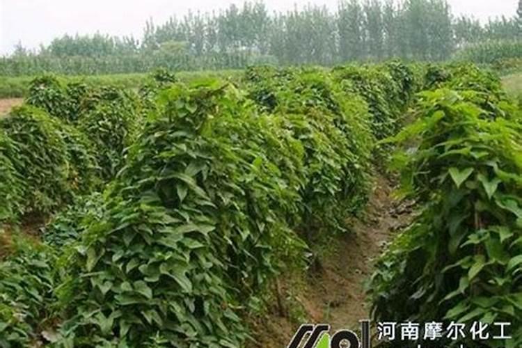 兰花什么季节施肥最好
