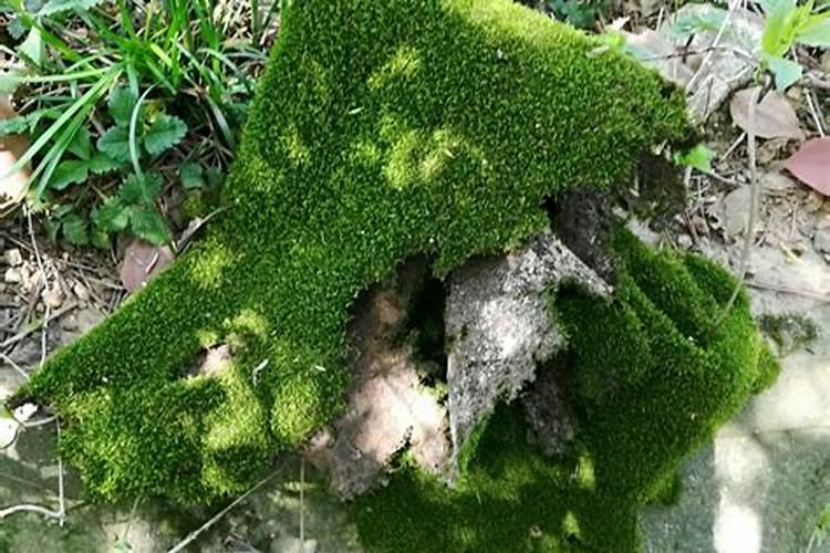 果树缺钙用什么肥料最适合(果树需补什么钙肥最好)