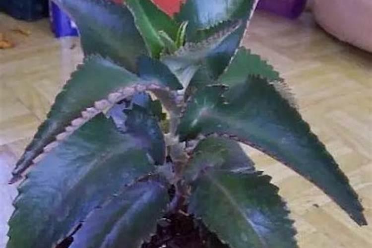 都说在农村卖化肥的利润大,那一袋化肥能赚多少？