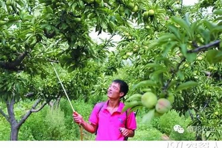 给小果树施肥该用什么肥料才好
