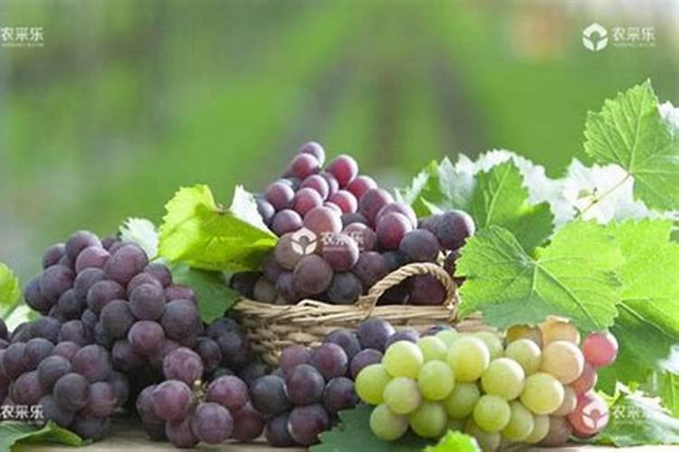 国产水溶肥哪个品牌效果好