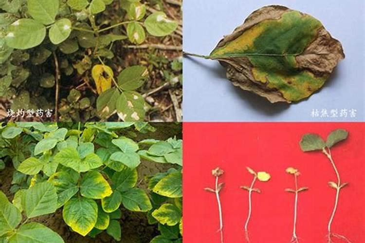 玉米专用肥种水稻管用吗？