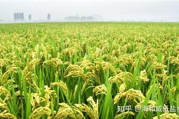 水稻怎么施尿素肥最好