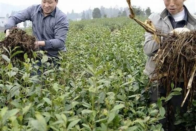 夏天茶树叶面肥如何施肥