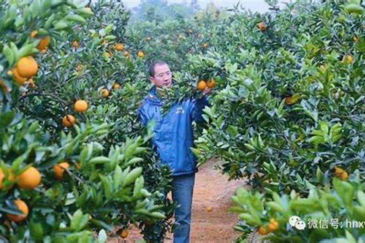 脐橙有哪些专用肥 如何进行施肥