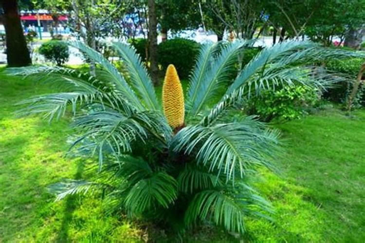 三角梅水扦插方法图解,泡水中几天就能生根!