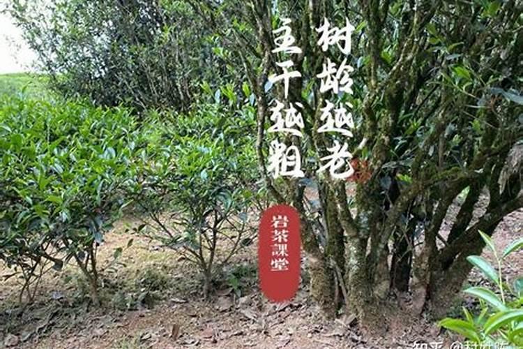 茶苗移栽最佳时间,移栽后多久施肥？怎么修剪管理？