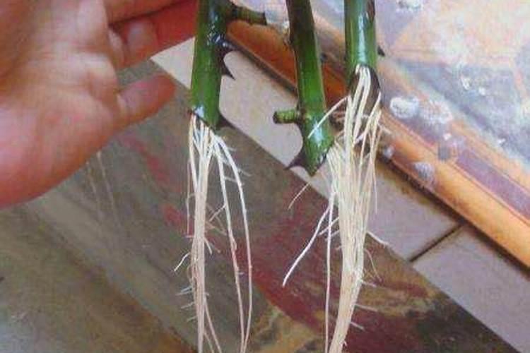茉莉扦插生根后怎么施肥