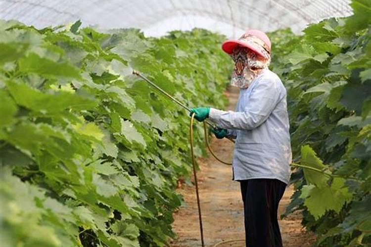 大量元素水溶肥料用法与用量