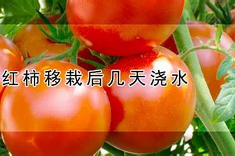 种西红柿用什么肥料最好