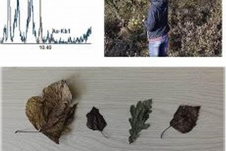 临沂兴旺肥业有限公司怎么样？