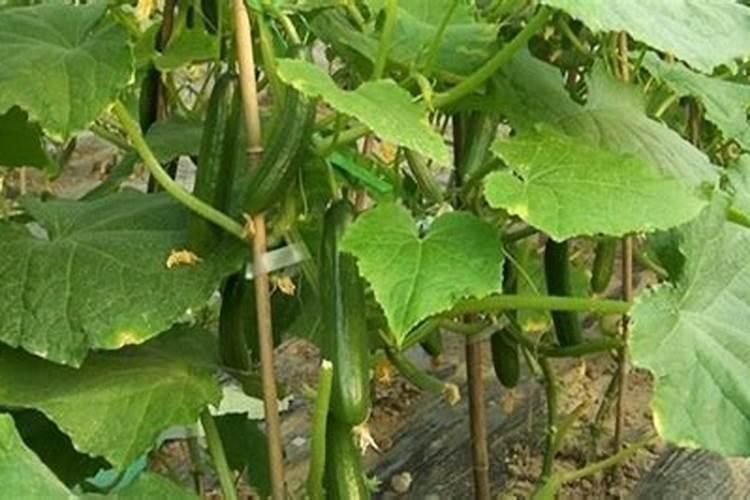 复合氨基酸肥营养成份