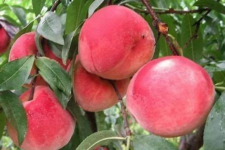 拼多多上的康倍星手推轻便轮椅质量怎么样