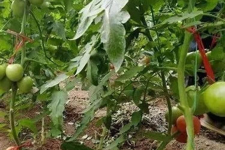 西红柿什么时候使用钾肥 施肥注意事项