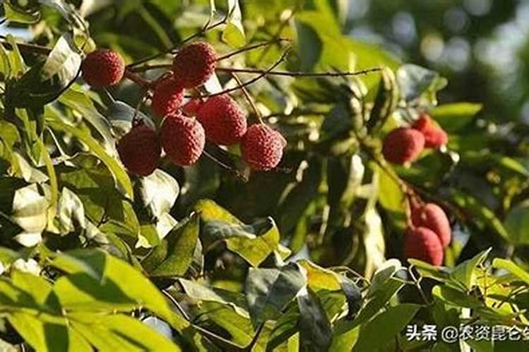 荔枝摘完果后施什么肥