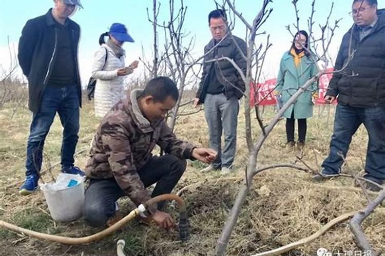 嘉宝果适合施什么肥料