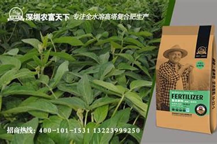 红美人柑橘苗价格多少钱一棵？红美人柑橘苗哪里最好？