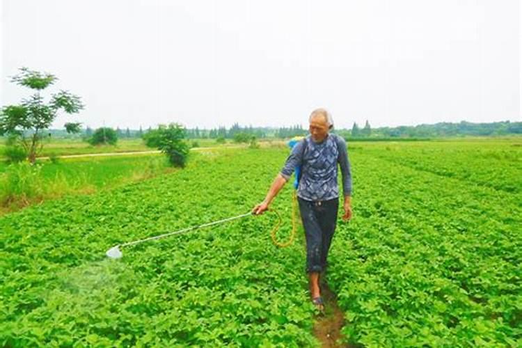 花生需要几种叶面肥啊