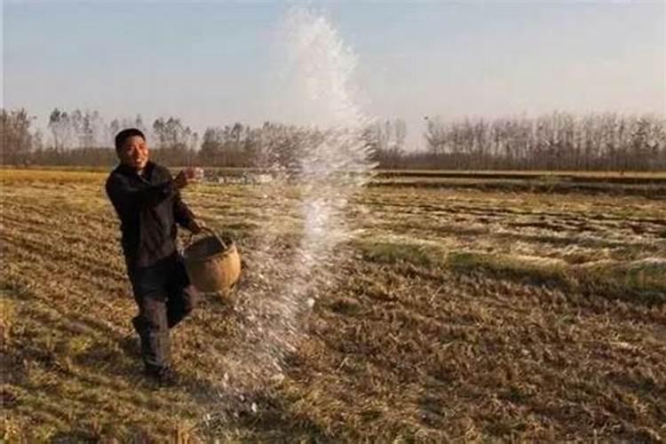 生根粉直接撒土里浇水行吗生根粉是肥料吗
