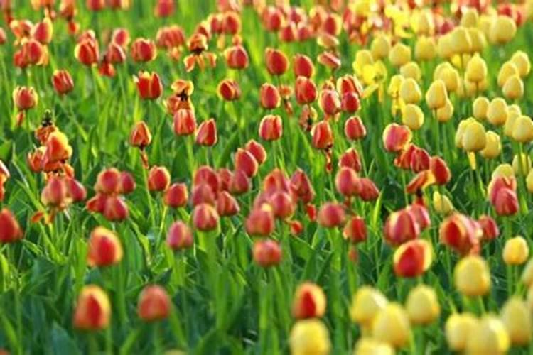 河南曙光健士医疗器械集团有限公司怎么样？