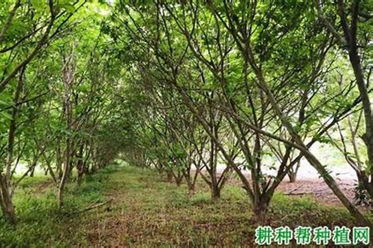 水稻后期能用钾肥吗