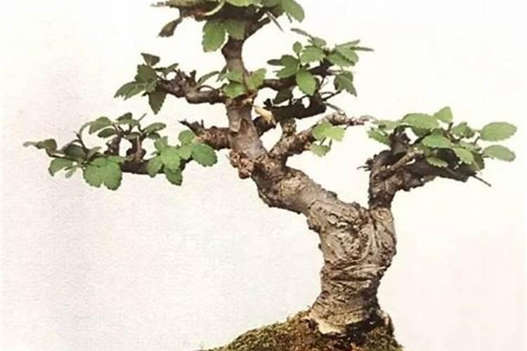 榆树施什么肥最旺