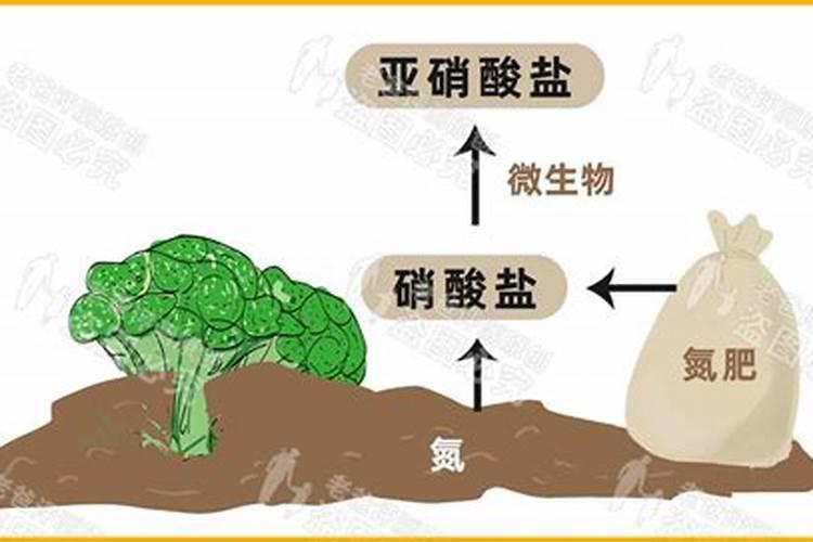 酱菜多久后亚硝酸盐含量较低