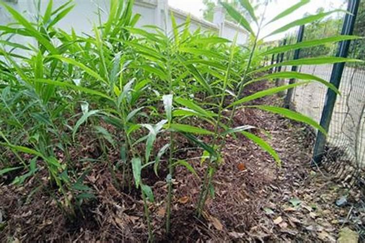 生姜生长期施肥技巧 生姜应该怎么管理施肥方法