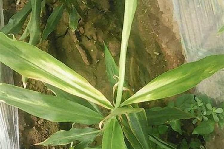 生姜怎样施肥产量高 生姜高产的施肥方法