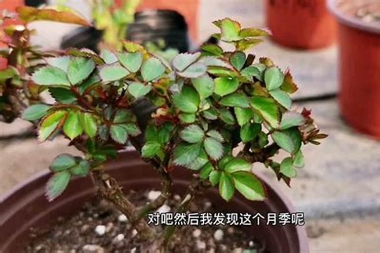 灯笼花开花时候多久浇一次水 灯笼花开花时候多长时间浇一次水