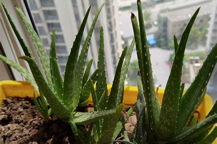 芦荟叶片如何养肥？