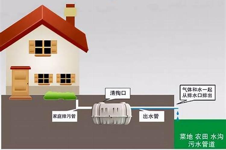 鸡粪和猪粪哪个对法桐地施肥效果更好