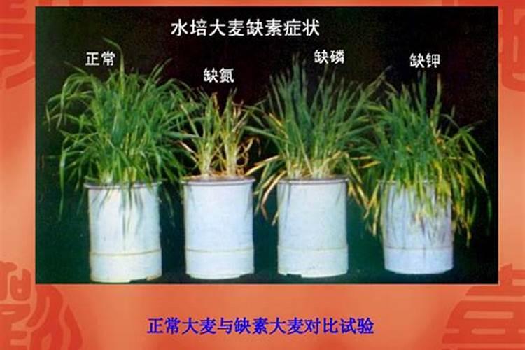 氮肥,影响我们每个人