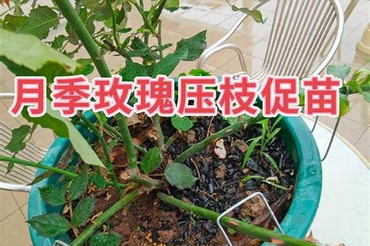 辣椒开花施什么肥？