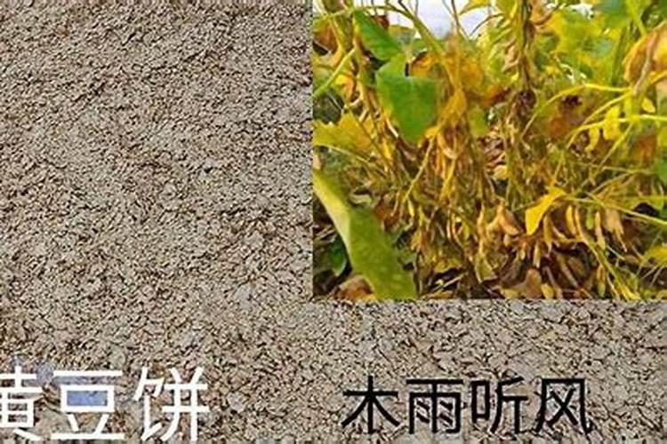 黄豆如何发酵成有机肥
