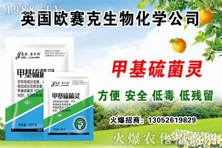 仔然怎样种植不死苗？