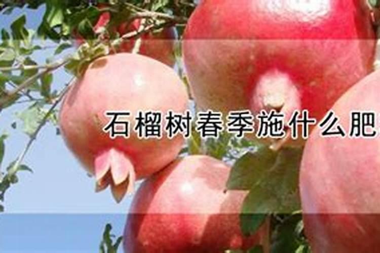 柿树的需肥特点是什么？