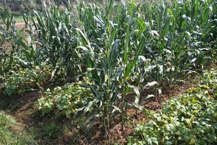 什么是铵态氮肥？