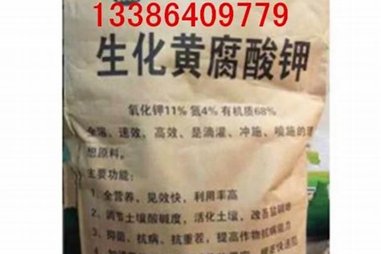 过了立秋如何养长寿花保证年底开花多