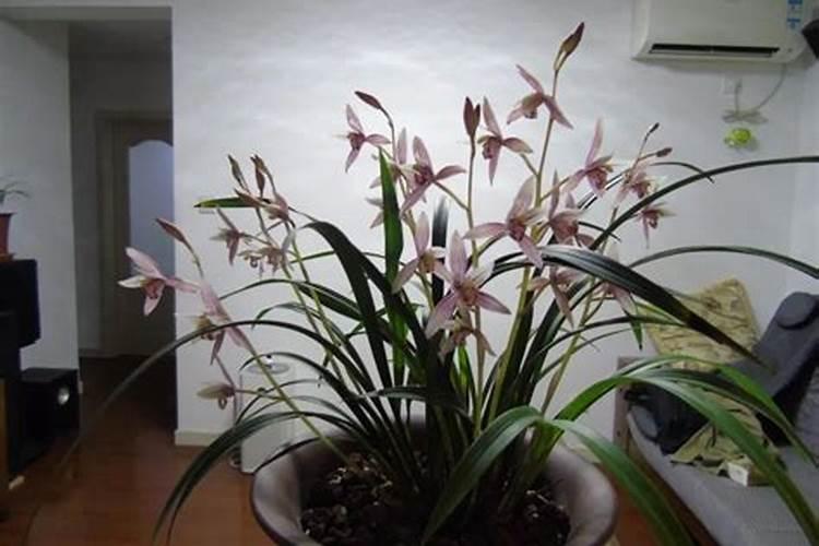 植物缺了氮磷钾怎么补