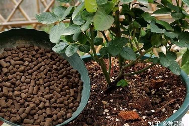 小麦浇水施肥方法