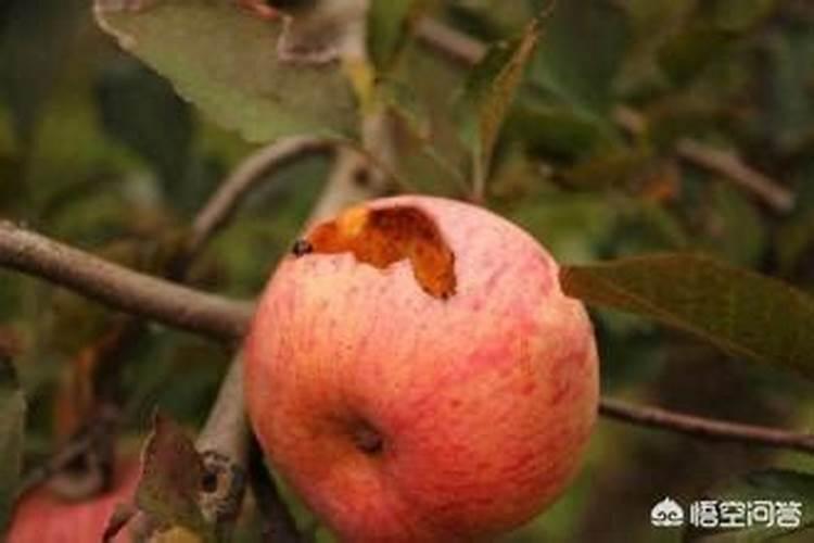 苹果树喷什么叶面肥好
