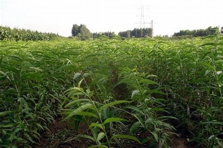 用肥过量使用的危害,氮肥过量的防止办法