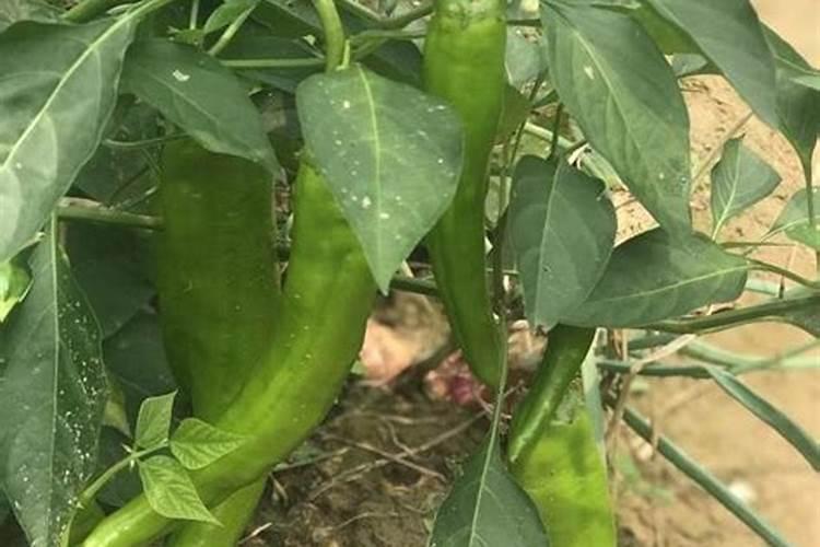 白芨用什么肥料长得快