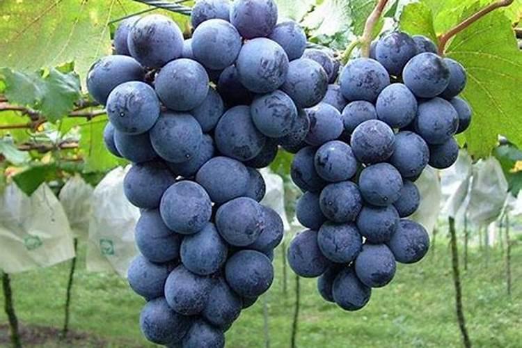 生吃西红柿有哪些好处