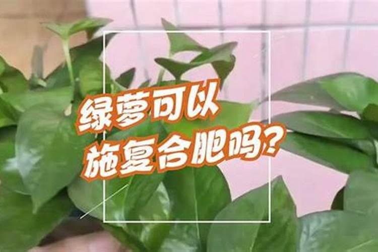 绿萝可以施复合肥颗粒吗