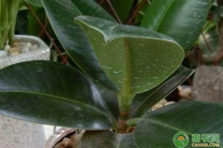 苹果套袋时间和方法,5月管理应该做那些？