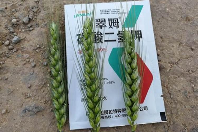 在选择叶面肥时想要辨别真假,都有哪些科学的识别方法？