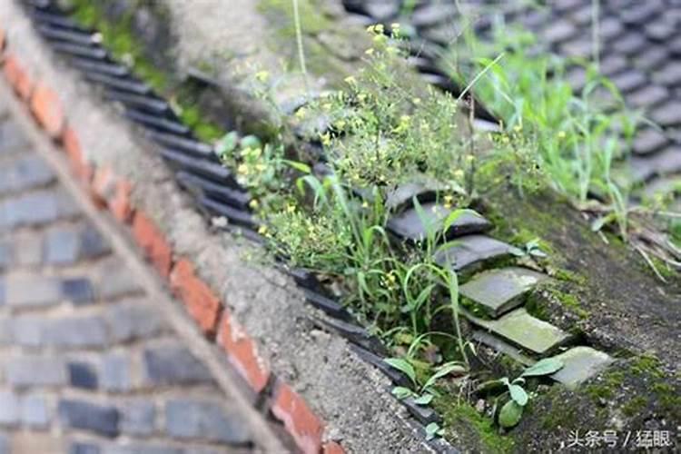 现在什么样的西葫芦品种最好