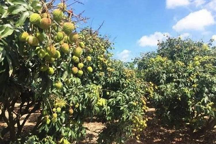 黑云母原矿价格是多少